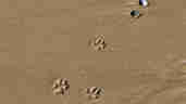 Dogs - Pawprints in the sand