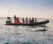 Wavehunters boat trip - dolphin