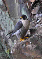 Peregrine falcon on the cliffs in Cornwall