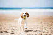 Happy spaniel running on the beach with its ball in its mouth