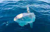 Sunfish in water