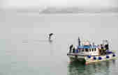 Dolphin And Atlantic Diver with boat full of people alongside