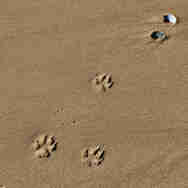 Dogs - Pawprints in the sand