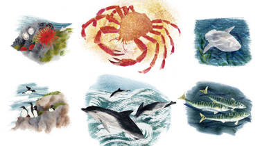 Hannah Bailey Art including illustration of crab and dolphins