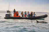 Wavehunters - Sea safari rib - Dolphin spotting