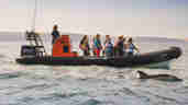 Wavehunters - Sea safari rib - Dolphin spotting