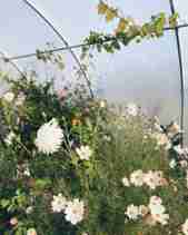 Flowers in the polytunnel