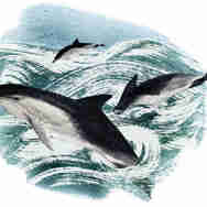 Hannah Bailey Dolphins Marine Life