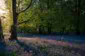Bluebells in Godolphin woods