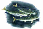 Mackerel illustration by Hannah Bailey