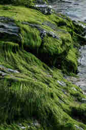 Seaweed Rocks Water Rhona Mcdade