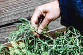 Picking samphire out of a crate