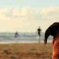 Dogs - Dog friendly beaches in Cornwall