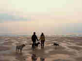 Couple with three dogs on the beach watching the waves