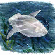 Hannah Bailey Sun Fish Marine Life Illustration