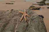 A starfish on a rock at Watergate Bay's north end