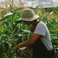 Girl Cutting Crops