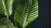 Green Plant Colours Rhona Mcdade