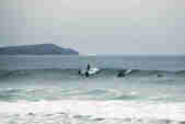 Dolphins jumping in the waves