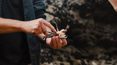 A man holding a crab at the north end of Watergate Bay