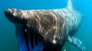 A Basking shark under the sea 