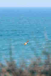 A bird of prey above Watergate Bay