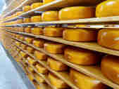 Room of shelves filled with gouda cheese