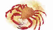 Hannah Bailey Spider Crab Illustration Marine Life