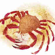 Hannah Bailey Spider Crab Illustration Marine Life