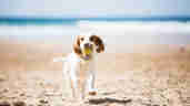 Dogs - Dog with ball on the beach
