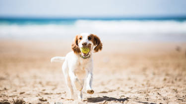 Happy spaniel running on the beach with its ball in its mouth