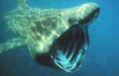 A basking shark in the deep blue water