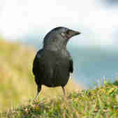 Jackdaw on the grass above Watergate Bay