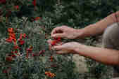 Hands picking berries of sea buckthorn